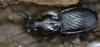 Pterostichus cristatus